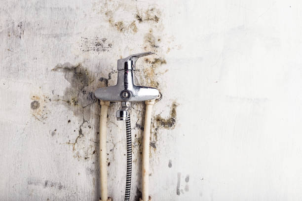  Elk Grove Vlage, IL Mold Removal Pros