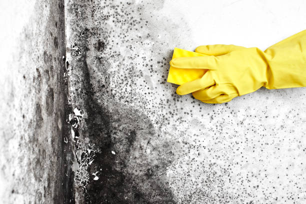 Best Emergency Mold Remediation in Elk Grove Vlage, IL