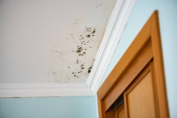 Best Post-Flood Mold Remediation in Elk Grove Vlage, IL