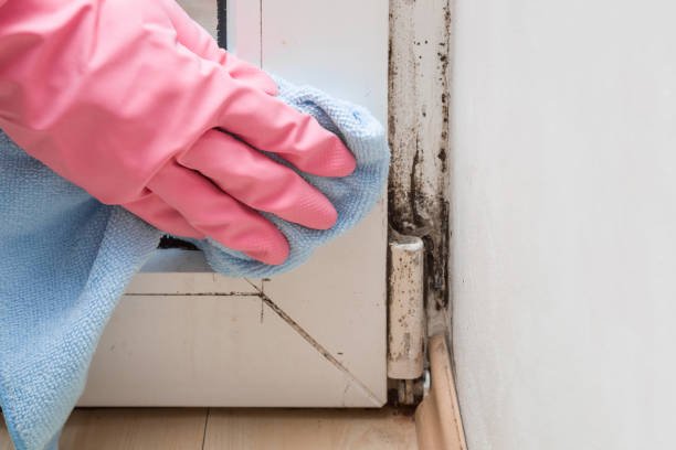 Best DIY Mold Remediation Support Services in Elk Grove Vlage, IL